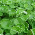 Dichondra argentea 'Emerald Falls' feuille